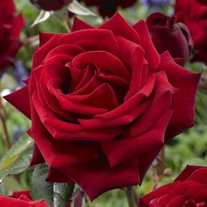 Meet your Posher, Esthermay